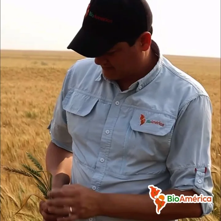 Técnico de BioAmérica revisando espigas en un lote de trigo
